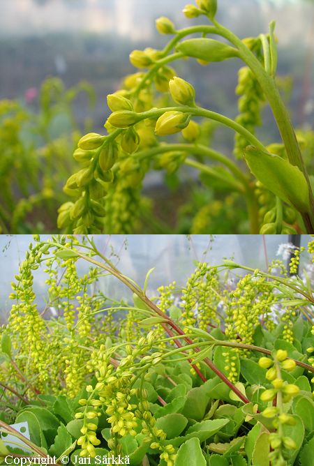 Chiastophyllum oppositifolium, kultakaari